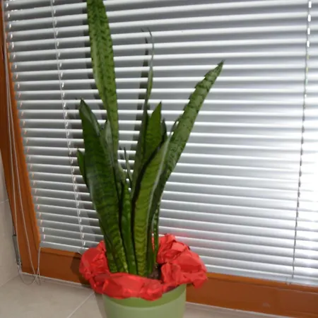 Apartmaji Kobal *